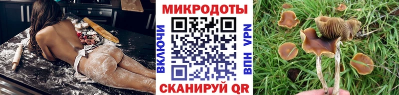 KRAKEN онион  Нерюнгри  Псилоцибиновые грибы Psilocybine cubensis  где продают  